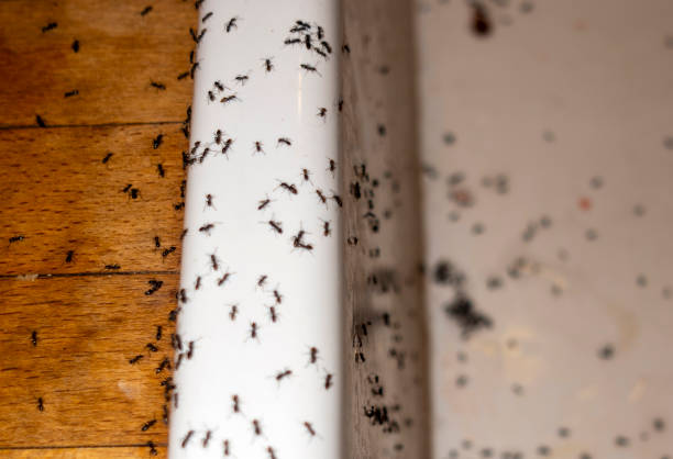 Wasp Removal Services in Ixonia, WI